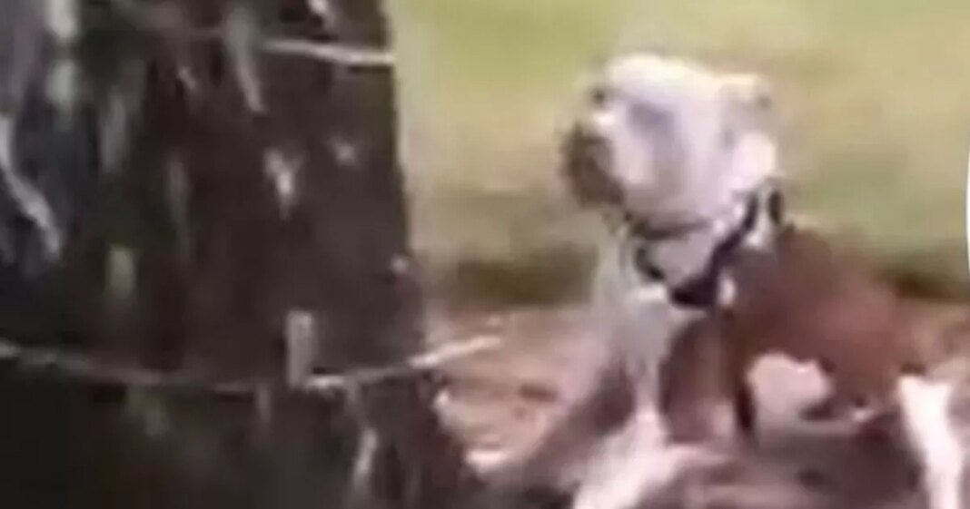 1_brave-pubgoers-stopped-a-fatality-as-american-bulldog-launched-frenzied-attack