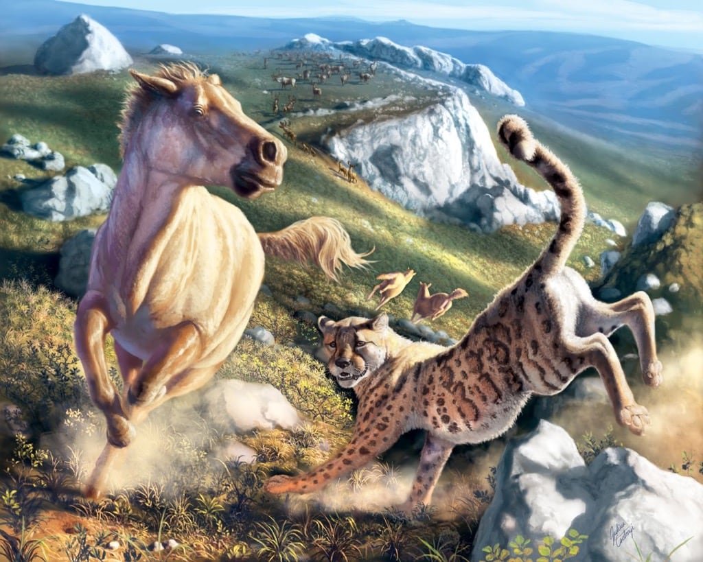 default-234 A cheetah chases a horse.